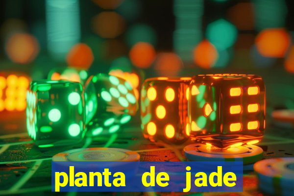 planta de jade significado espiritual